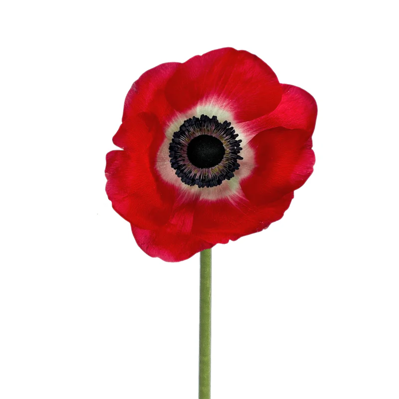 Red Flowers