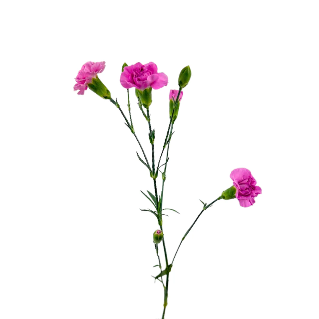 All Flowers-Quote your order