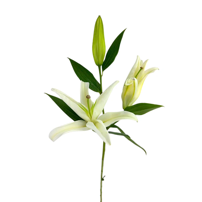 Lilies